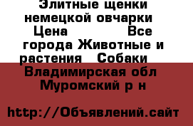 Элитные щенки немецкой овчарки › Цена ­ 30 000 - Все города Животные и растения » Собаки   . Владимирская обл.,Муромский р-н